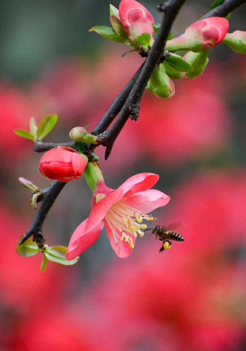 隔夜，美股震荡冲高后回落，道指与标普收盘翻绿，纳指则保持微红收盘。大型科技股表现