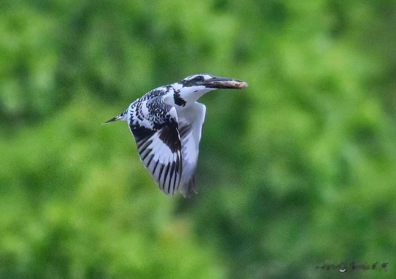 第一次看到斑鱼狗，确定不是鱼不是狗是鸟