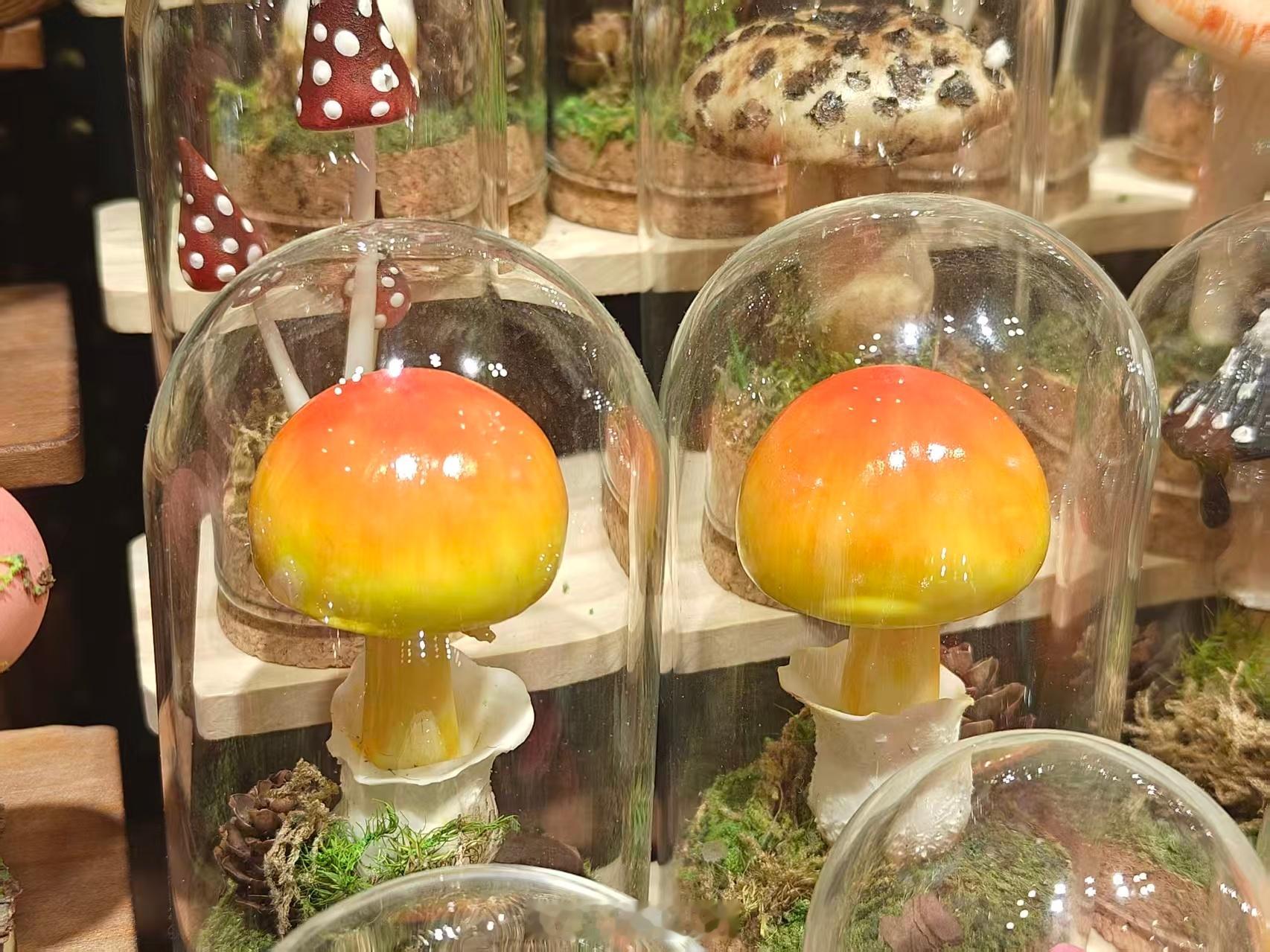 生活手记 今日份蘑菇大套餐，但是要小心！！！ 