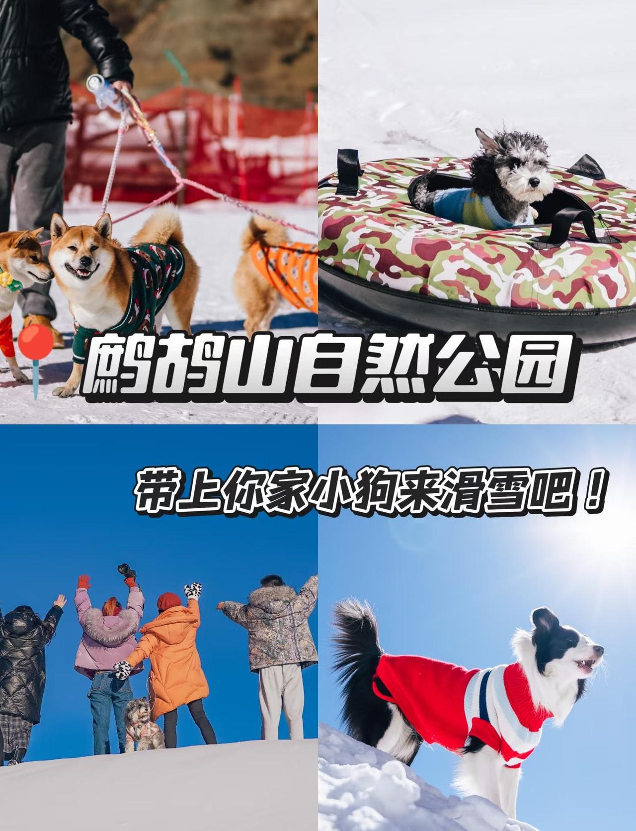 鹧鸪山！带狗玩雪的快乐谁懂啊🐕❄️
理小路先冲了毕棚沟看彩林、泡了古尔沟的热温