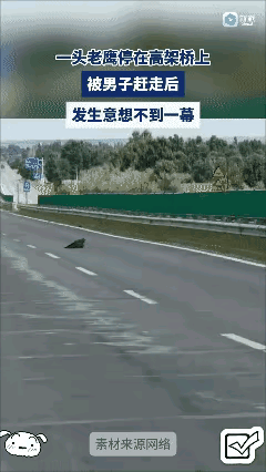 老鹰落在高架桥上，这个男子做法感觉有些不太妥当。从画面中能够感受到，这个老鹰之所