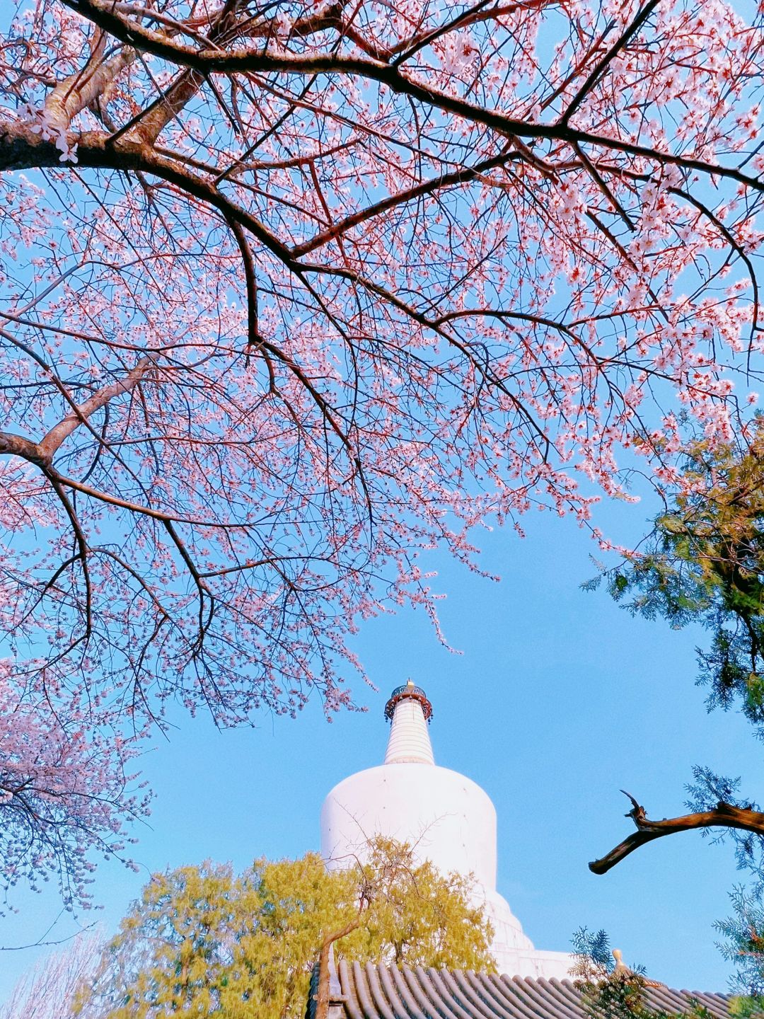 北海公园山桃花开 这份打卡攻略收好