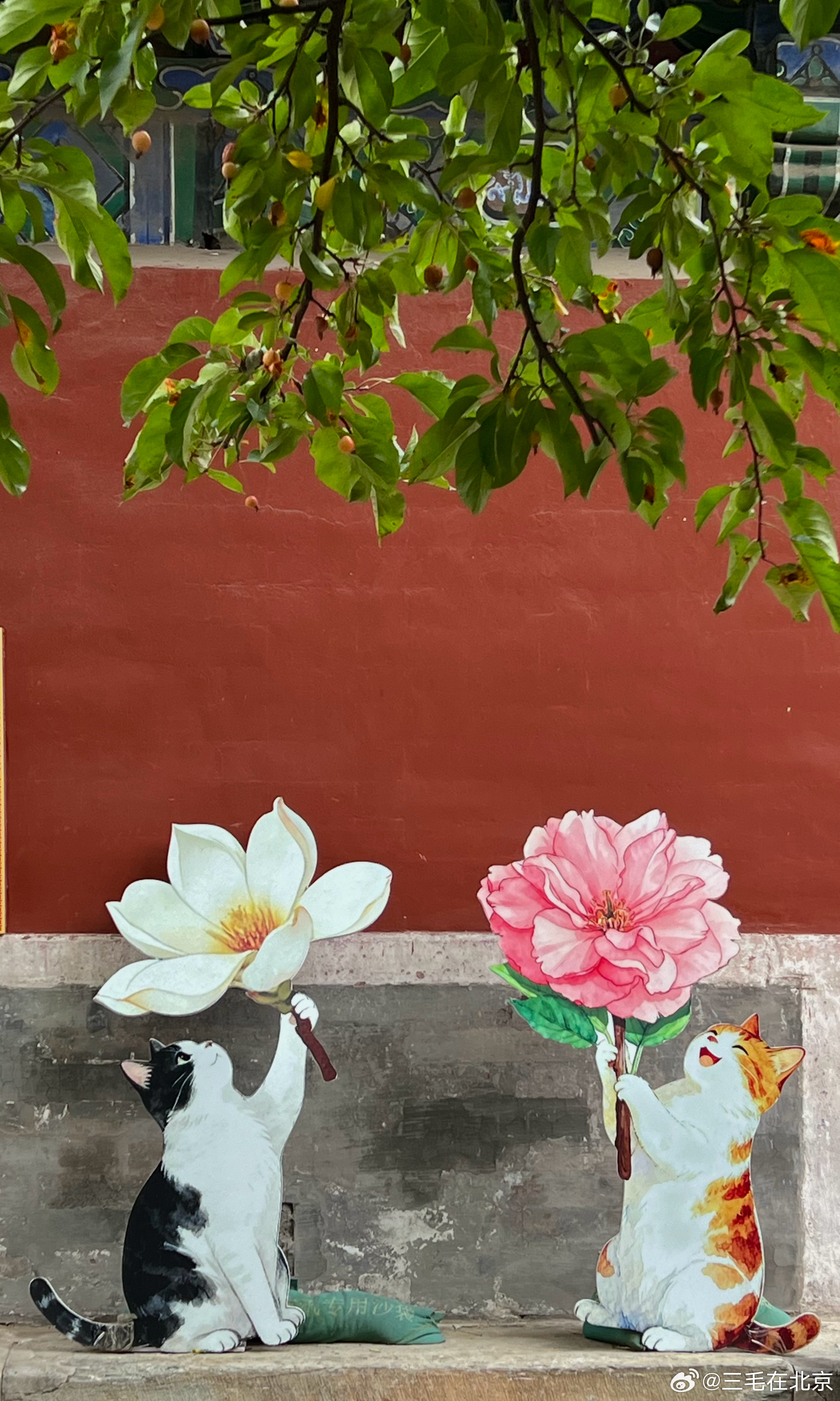大美中国北京的秋色 万寿寺三角梅与御猫（与本猫照片同框）打卡美丽的中国超话 北京