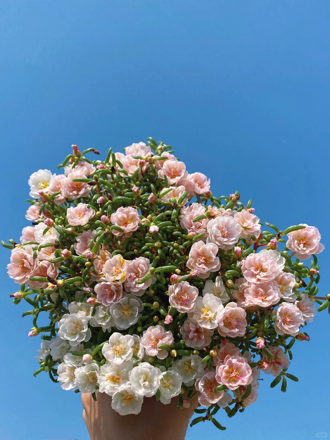 给你我的“心”！花花是有魔法吧～ 💫