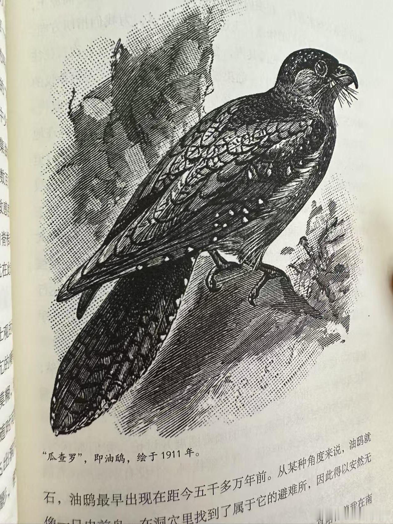 读《地心之旅》看到一种鸟——油鸱，查了下这鸟真惨[笑cry]「吃素却太胖，常用来