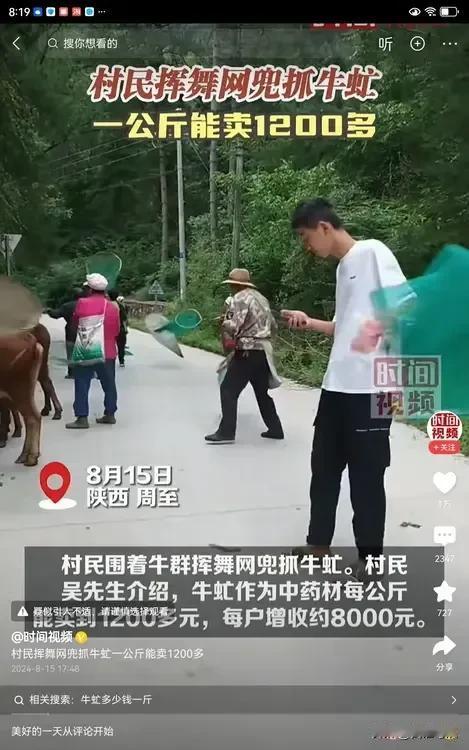 你见过这种场面吗？村民们把牛聚集在一起，每个人拿个网兜到处摇晃。原来他们是在抓牛
