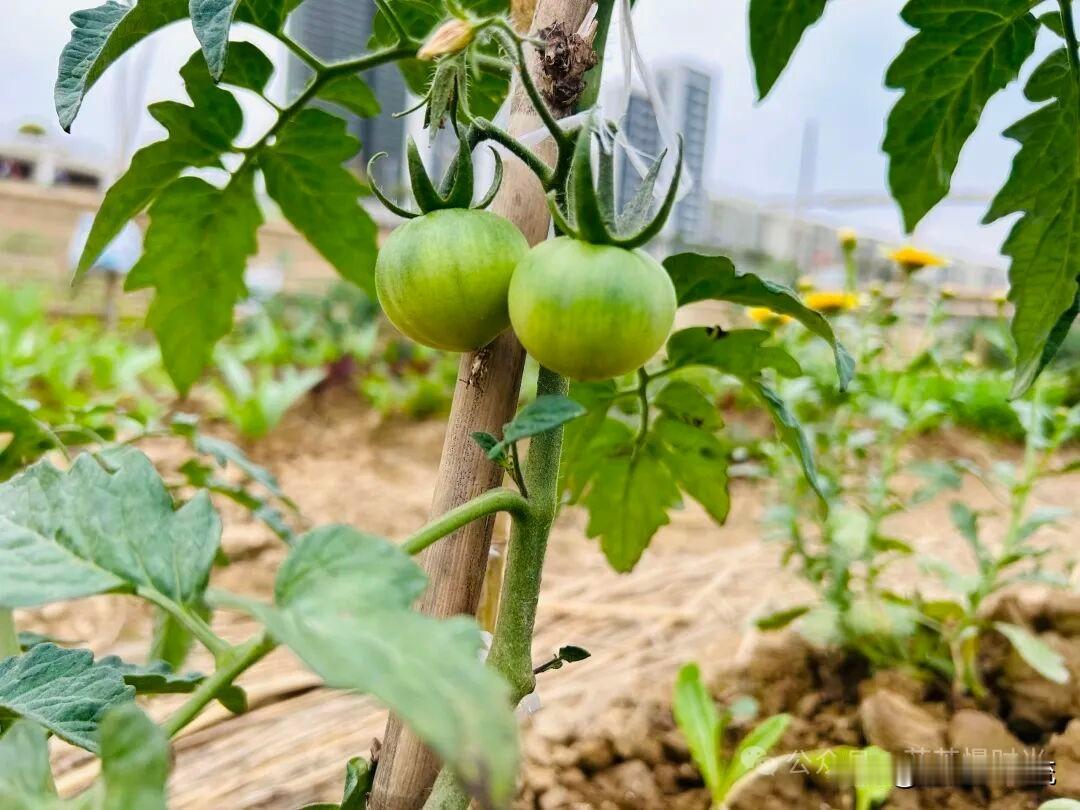 种菜，将渐渐成为一种顶级的养生方式。
慢慢地，喜欢上了种菜，虽然是第一次尝试，却