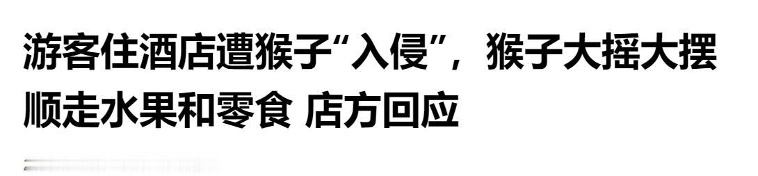 酒店闯进不速之客！猴子大摇大摆进店搜刮，水果零食被顺手拿走。

五一期间，一段猴