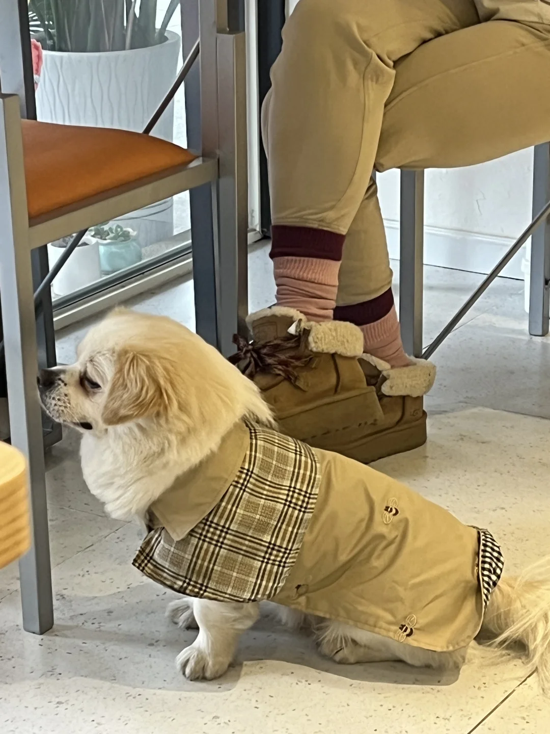 小狗OOTD｜今天成都的天气和我的穿搭很英伦