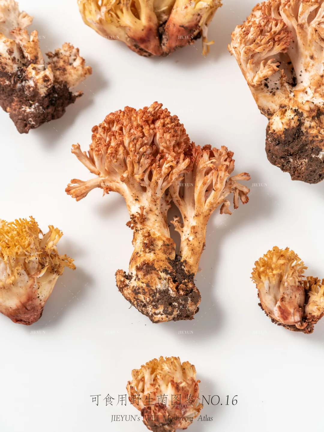 可食用野生菌图鉴NO.16 | 珊瑚菌
