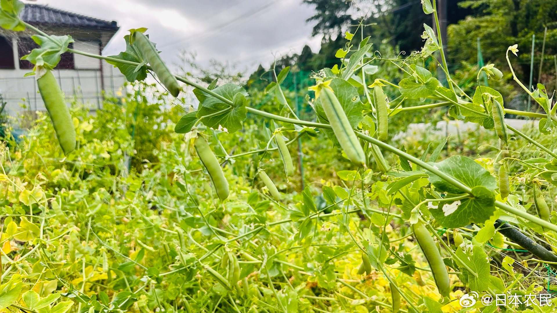 豌豆时节，摘下的不仅是食材，更是与自然共生的一份恬淡时光🌷旬的季节～～摘把豌豆