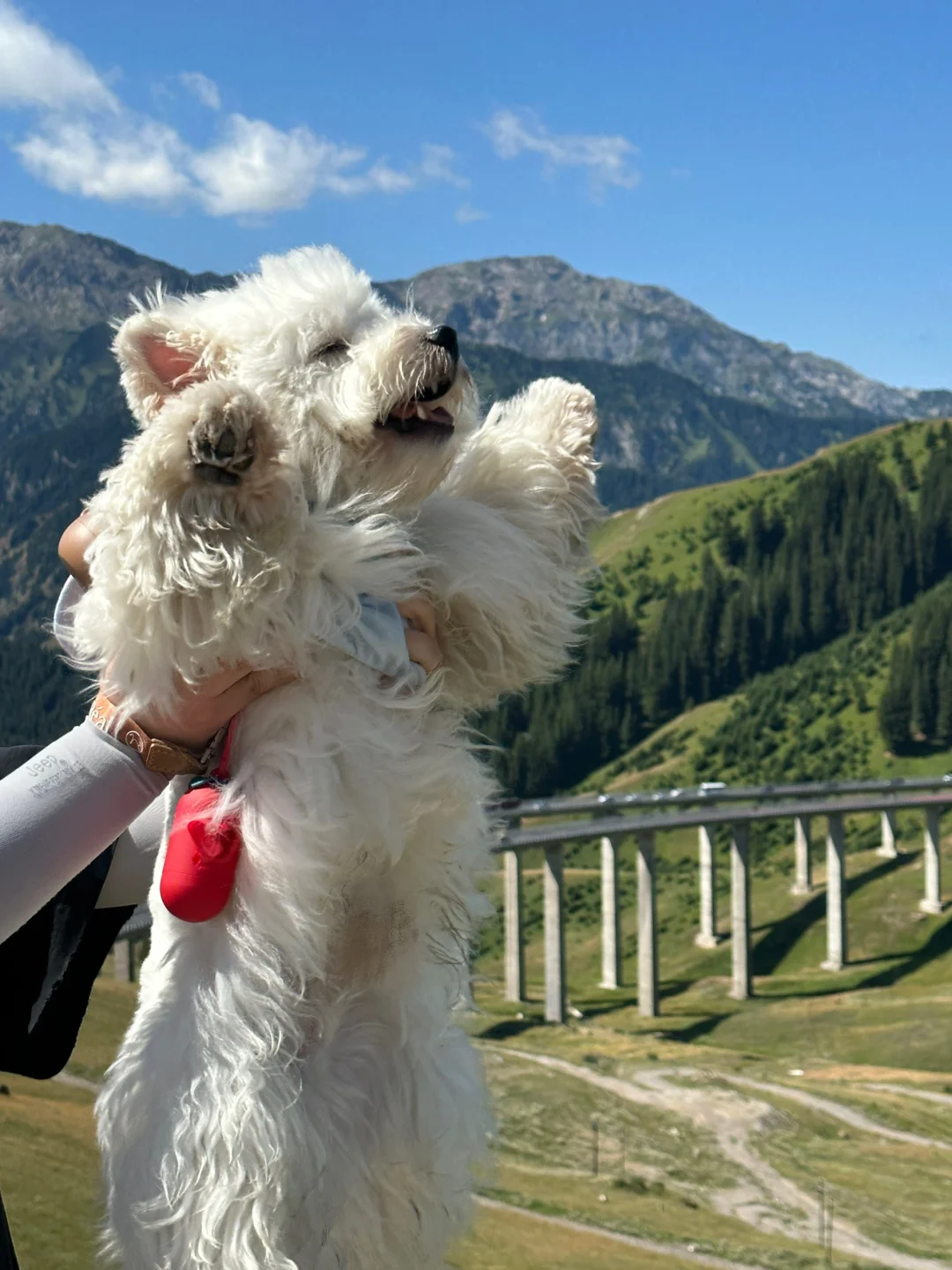 小狗勇闯新疆第三站：果子沟大桥和伊宁