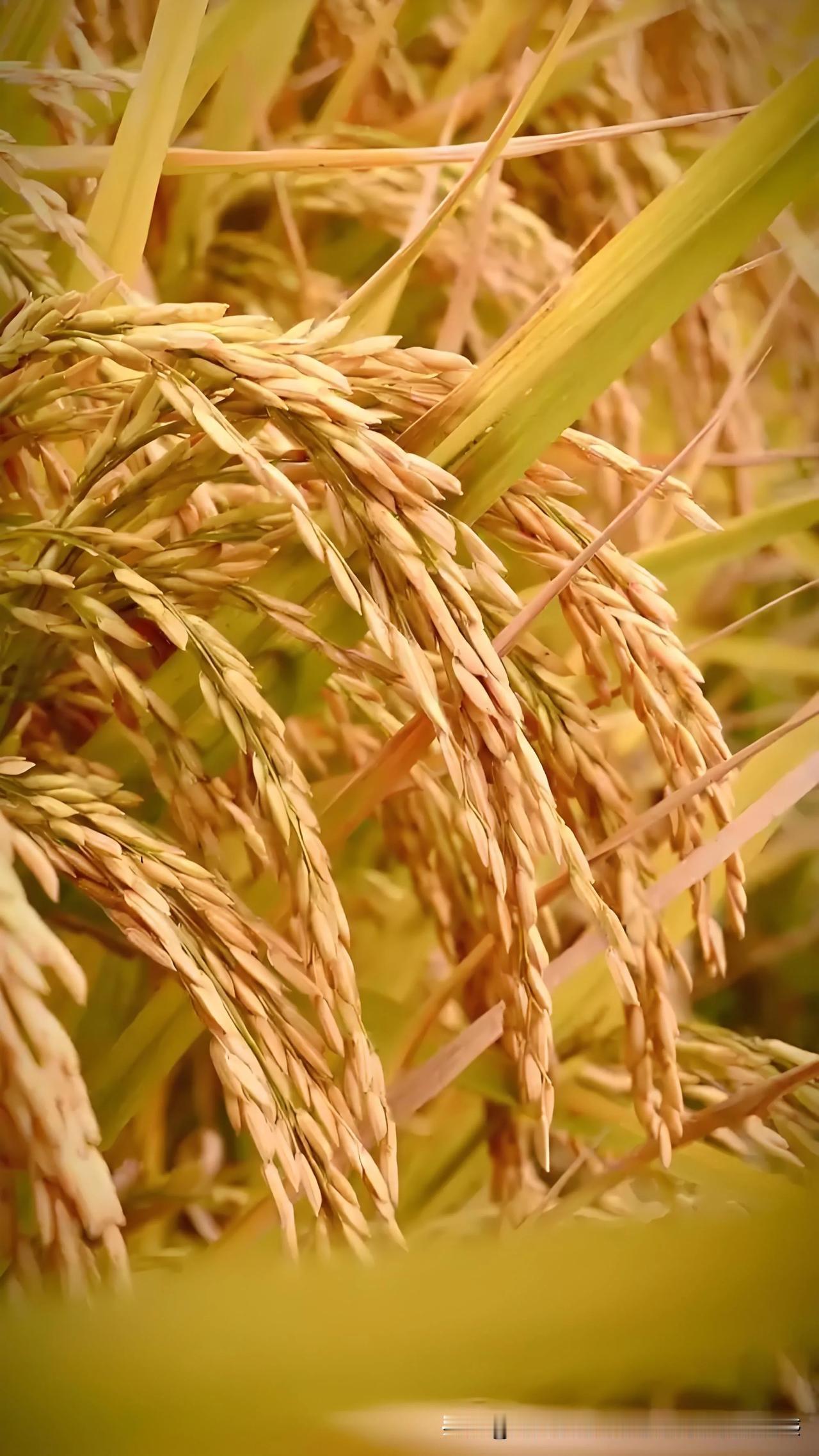 我的下联：喜酿百盅酒

百盅 对 千亩： “百”上联是充满希望的辛勤劳作，下联则