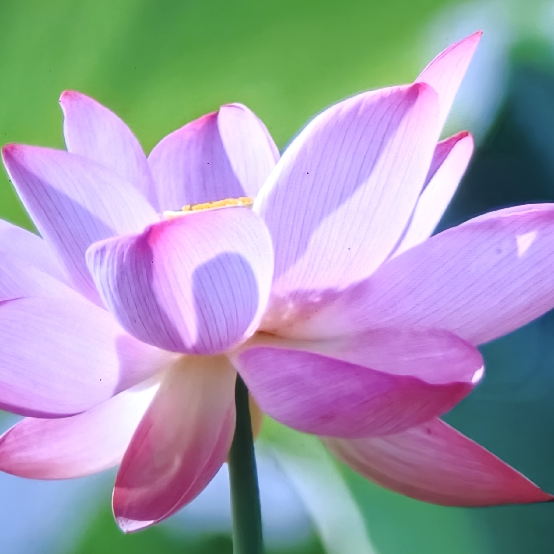 花开富贵之云秀行 