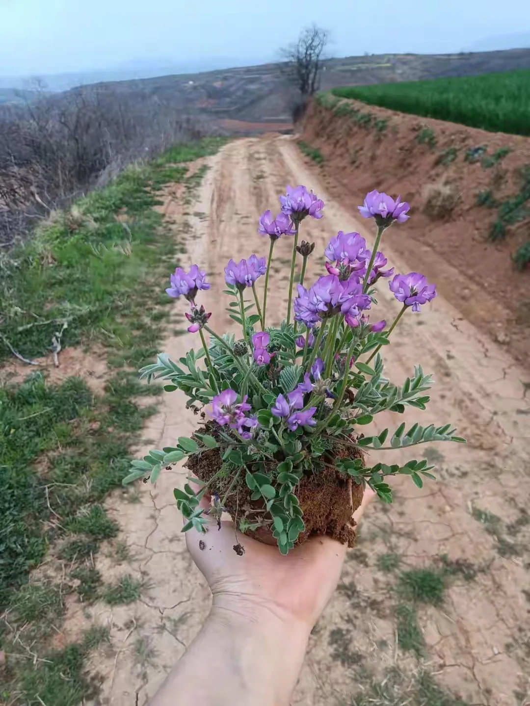下午有个姑娘跟老吕打电话哭的很惨…
