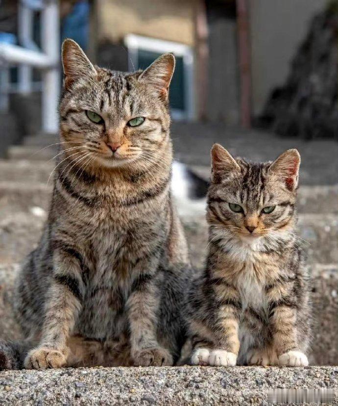 虎父无犬子，有猫爹必有猫娃！[喵喵] ​​​[good] ​ ​​​