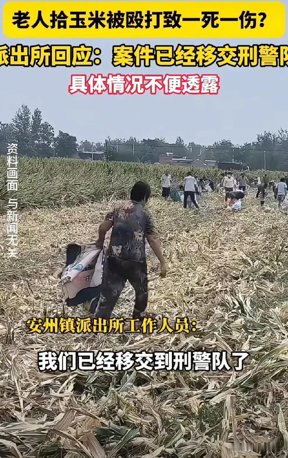 10月13号，河北省保定市市安新县，安州镇向阳村，。一群老人在收割完了的玉米地里