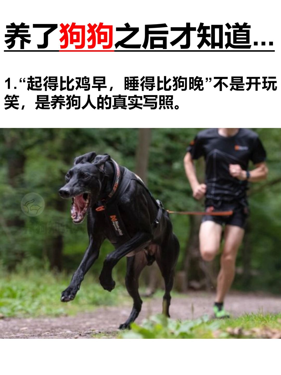 有什么是你养了狗狗之后才知道的？