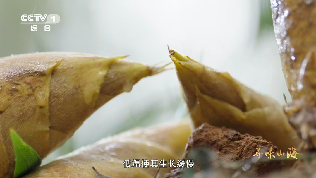 浙江有种长在海里的蒜沙蒜不是蒜是海鲜浙江人说的“吃蒜”，可能不是你想的那个蒜！沙