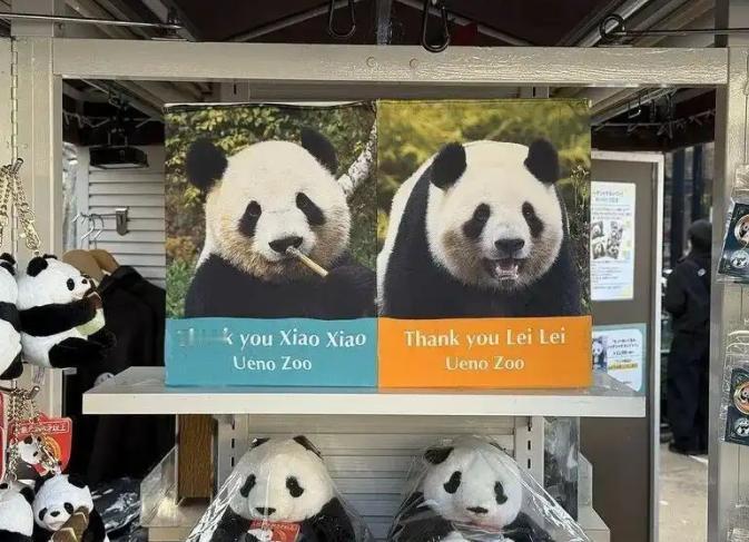 日本政府突然宣布！

最近日本东京都政府宣布，上野动物园那对双胞胎大熊猫27号就