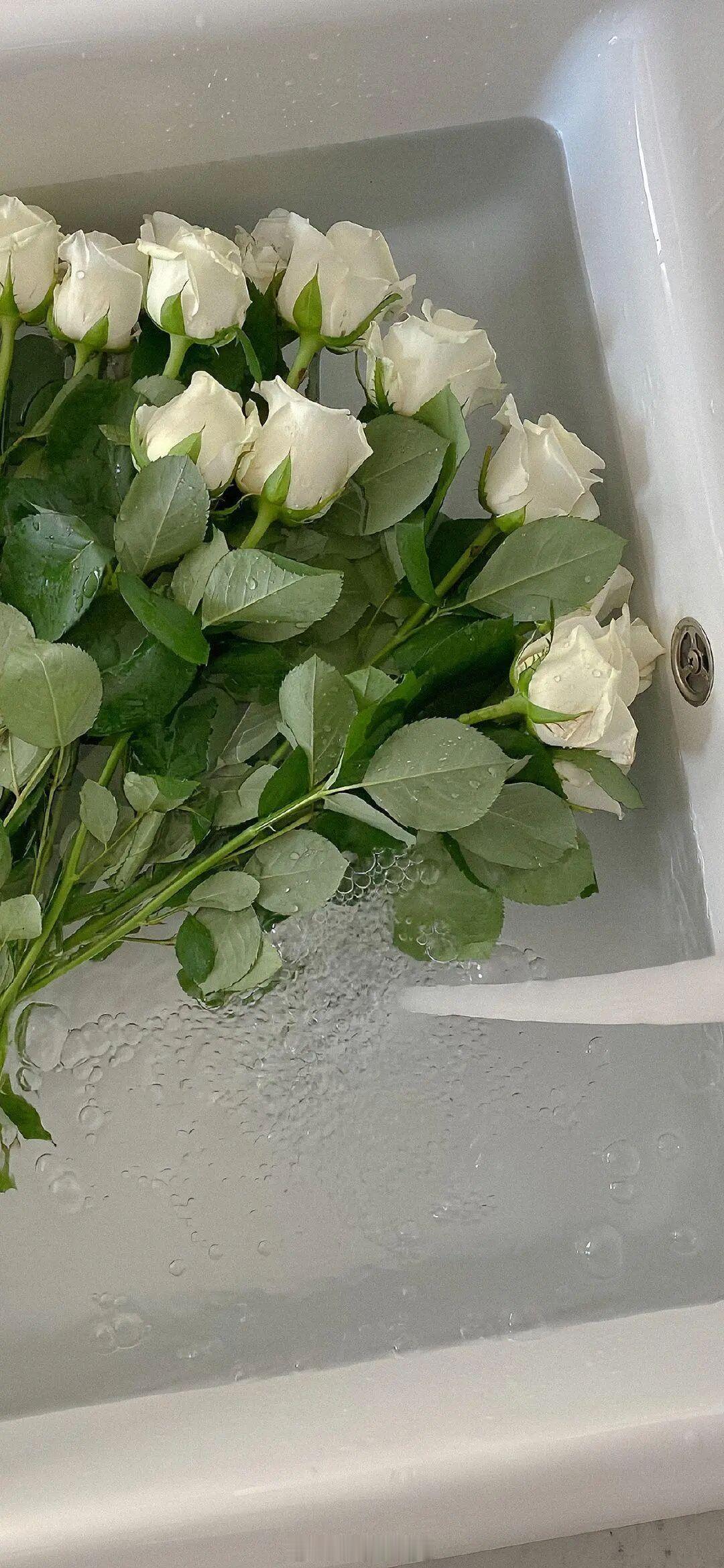 我是你的小狗，你去哪儿我都会等你。——《陈年烈苟》晚安