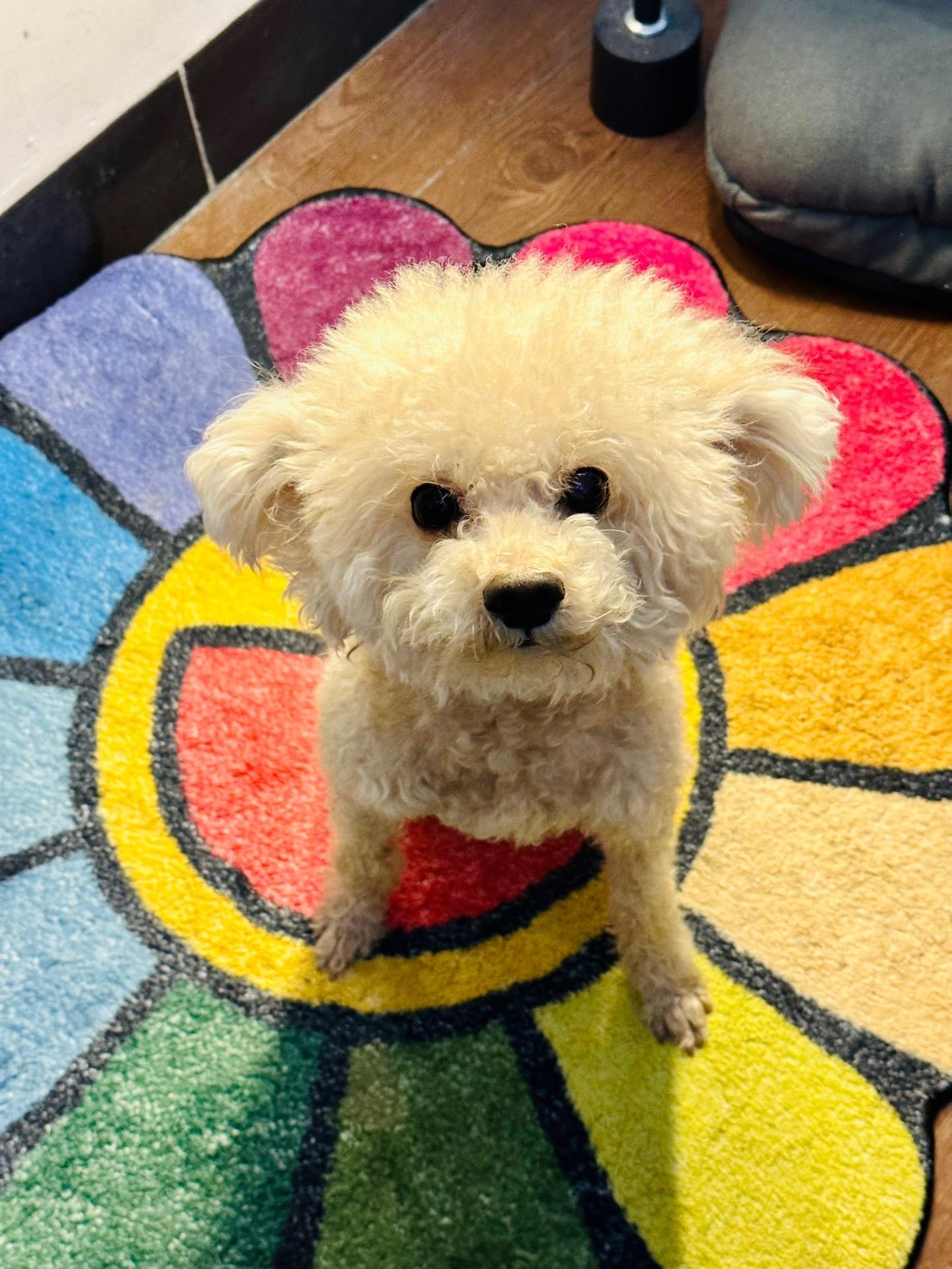 大过年的 打扰各位不好意思了，我家的狗走丢了，大年三十晚上在自家逃跑出...