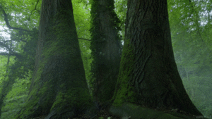 我有一片胡杨林善不行不成。人往高处走,善在心中留。至宝不常现,至善不常有。行莫于