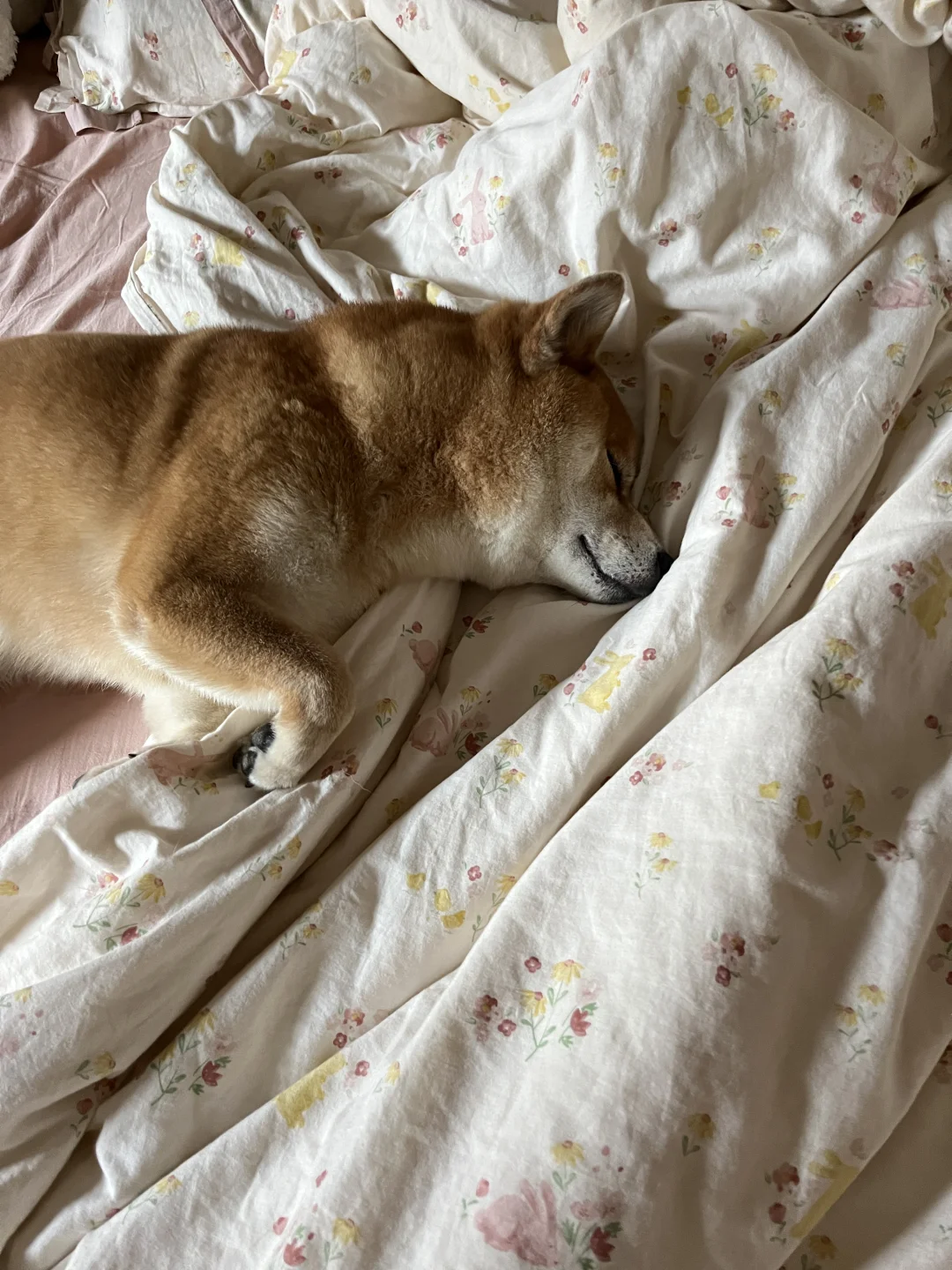 想看看别人家的赖床小猪！！