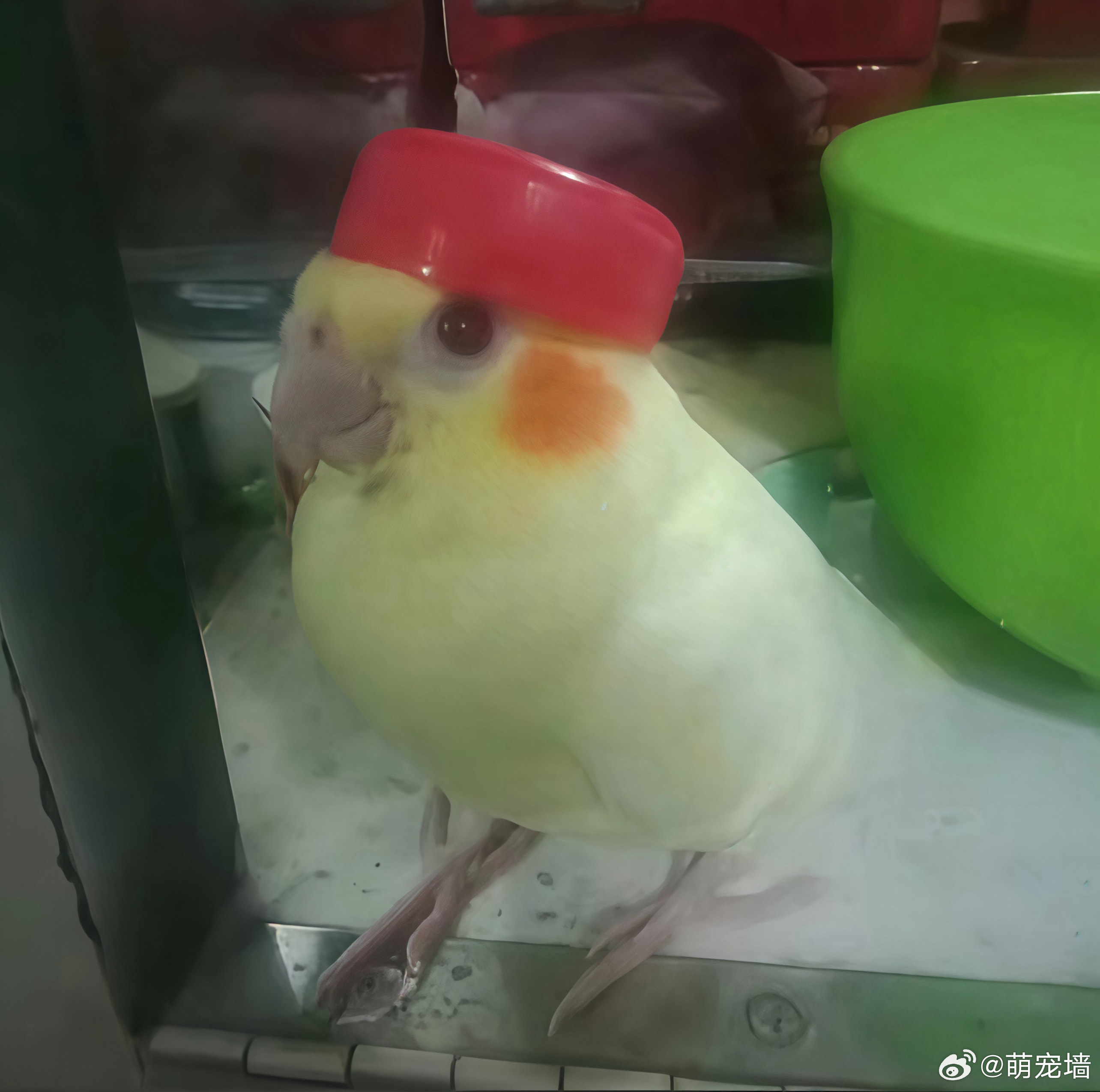 像做兰州拉面的 