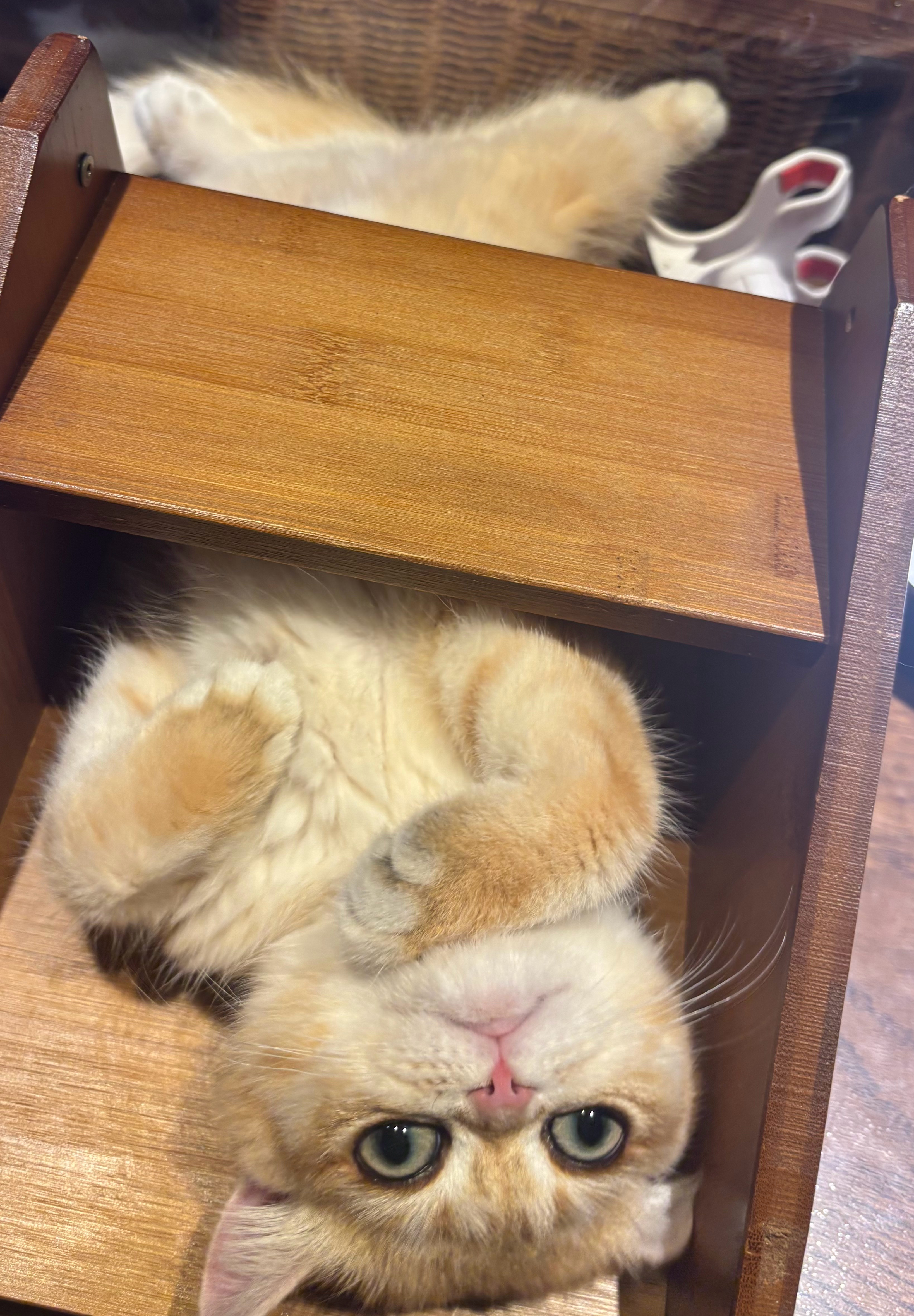 蠕动小咪 