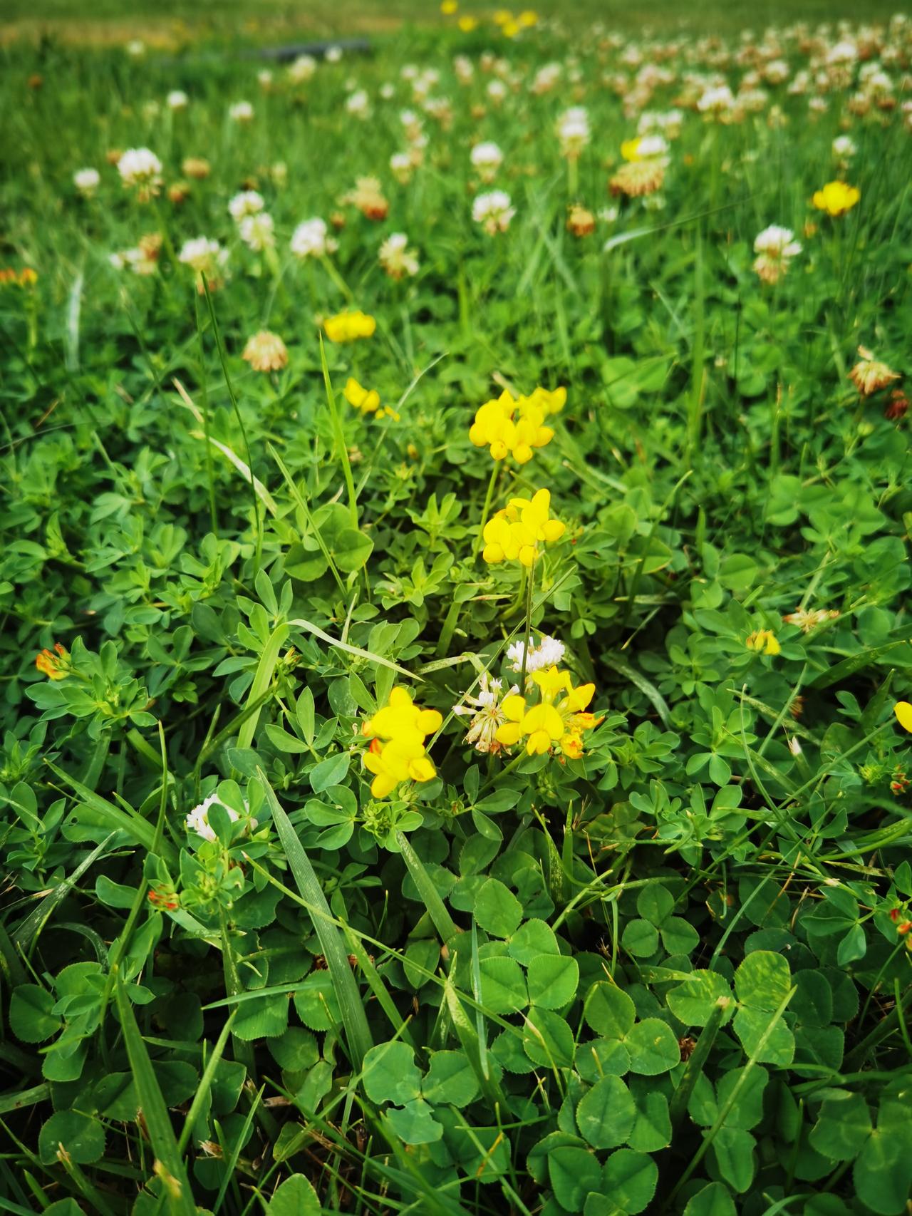 如果一个人每天只吃肉不吃菜，身体会怎么样？
我有一朋友，常年只吃肉不吃菜，我们一