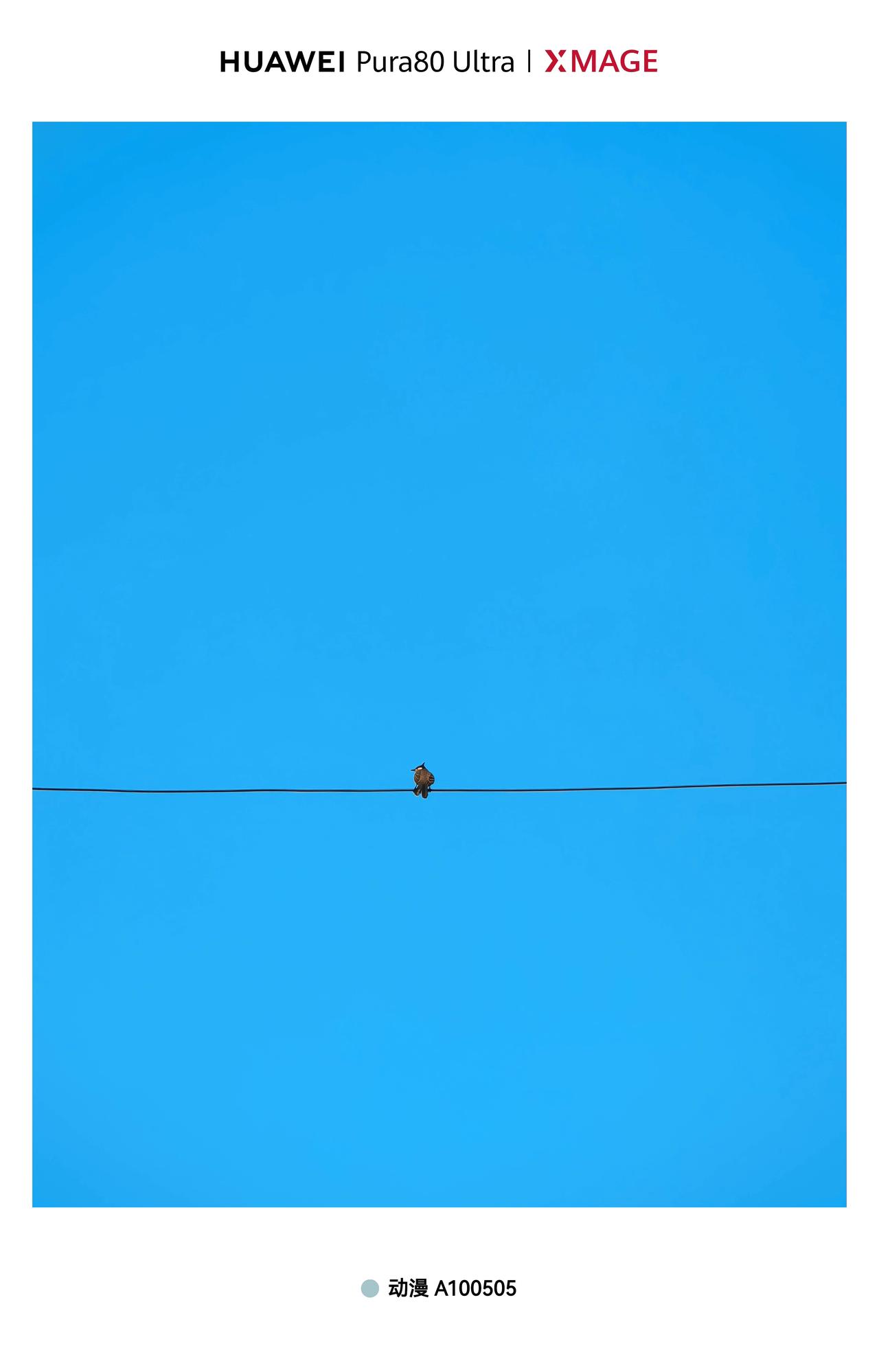 《简约风格》
一只小鸟，一条线，简约不简单。
刚才出去买菜，发现一小麻雀站在横穿