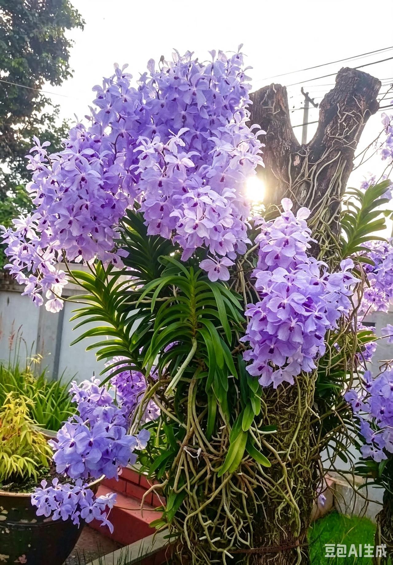 树植万代兰天花板级别爆花状态✨
原生附生养护，根系裸露在枯木上自由呼吸
盛夏开出