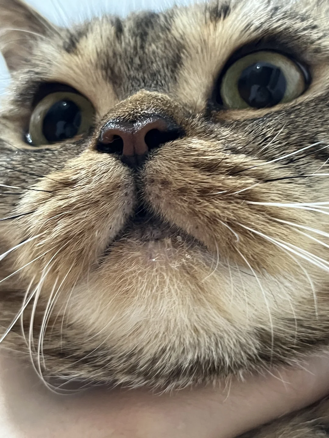 小猫流口水导致局部暴雨