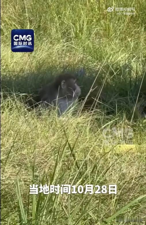 在当地时间10月28日，一起意外发生在了美国密西西比州的59号州际公路之上：一辆