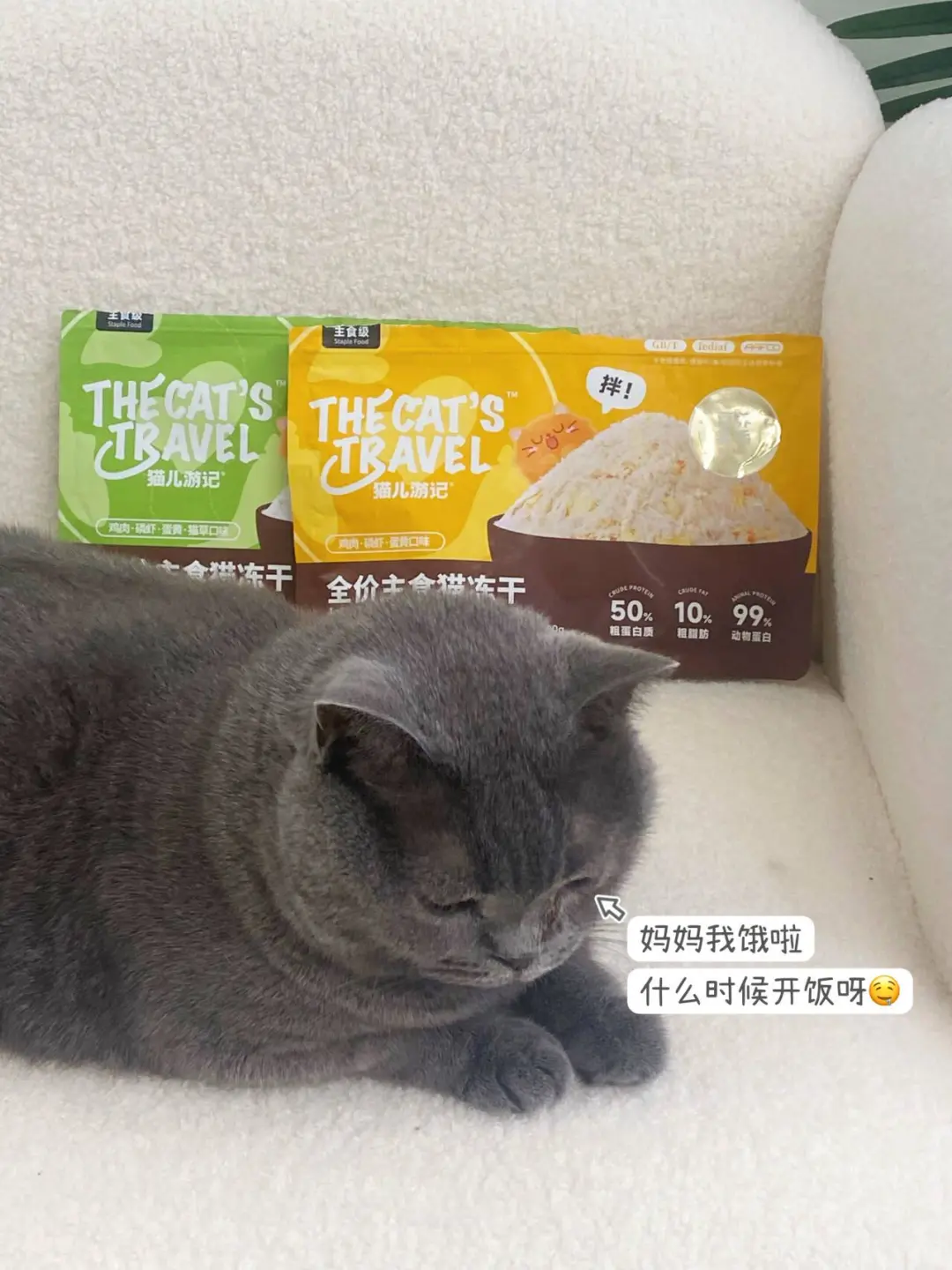 挑食小猫吃饭爱加啥？让它自己选😝！