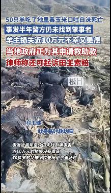 50只羊吃地里毒玉米接连死亡 老人遭遇虽然让人同情，但把自家的那么多羊赶到别人的