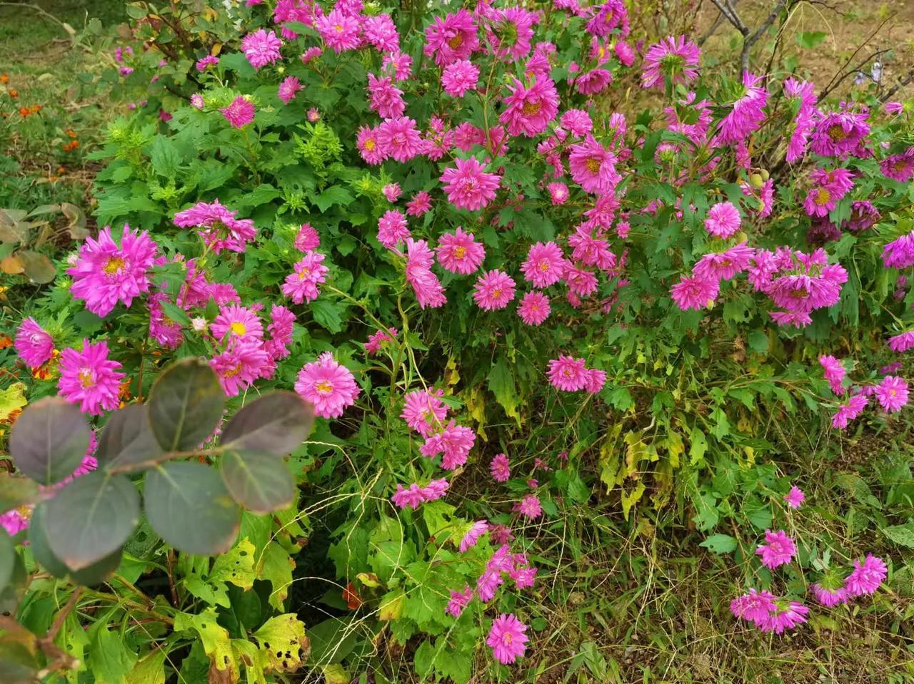 小区里的花