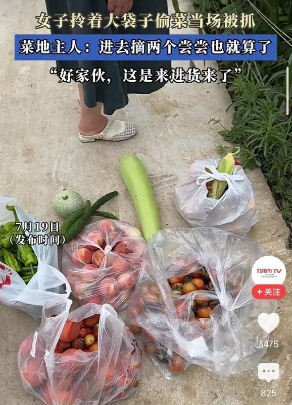 太嚣张了！女子拎着大号塑料袋钻进别人菜地，茄子辣椒豆角装了满满一袋，菜主：偶尔摘