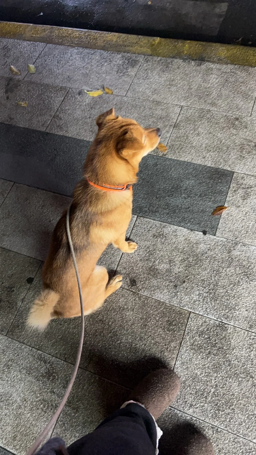 狗狗真的会因为不喜欢碗而不吃狗粮