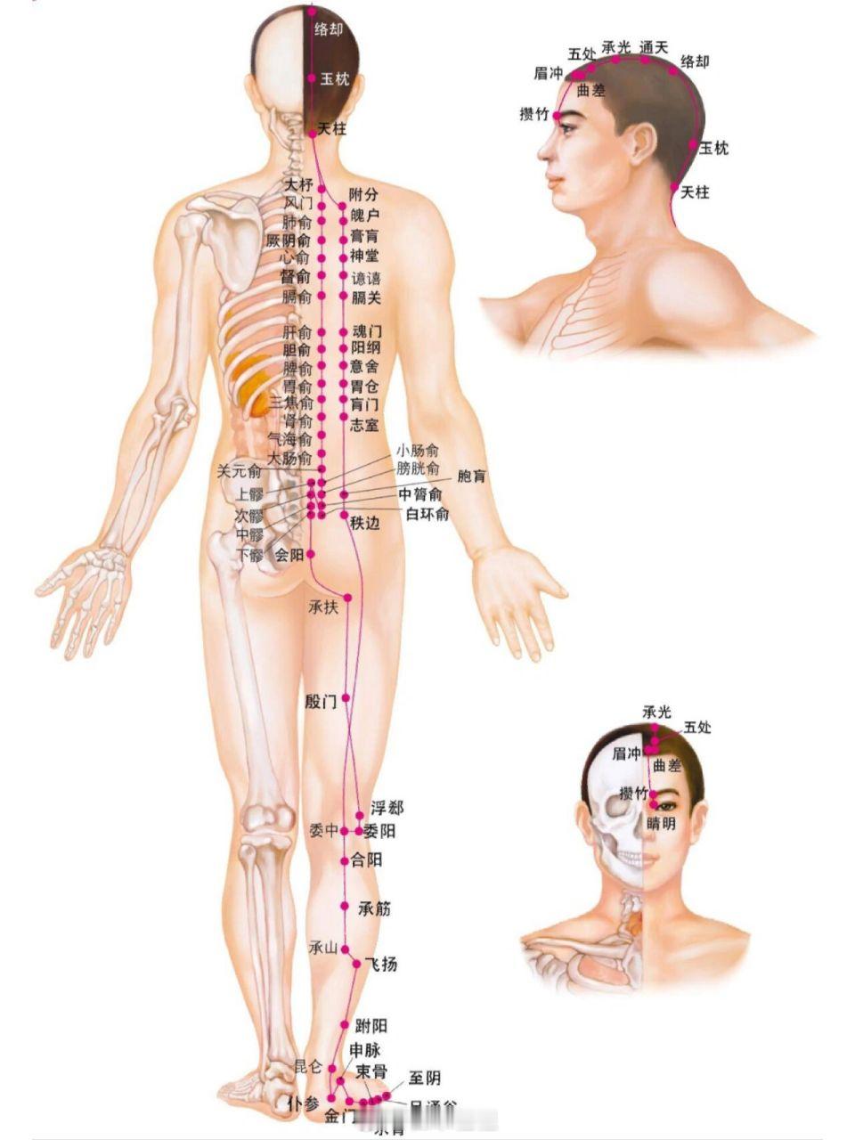 胆俞穴旁观的阳纲穴，能对付优柔寡断的性子。胆的想法、意念憋着不出就会焦虑、优柔寡