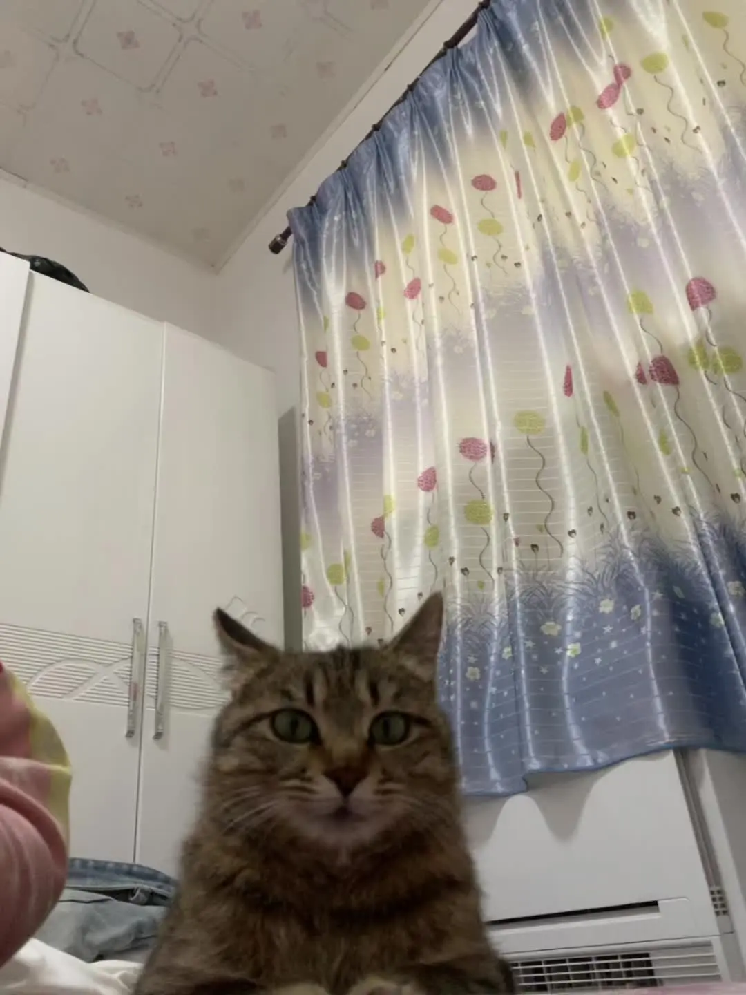 小猫我爱你