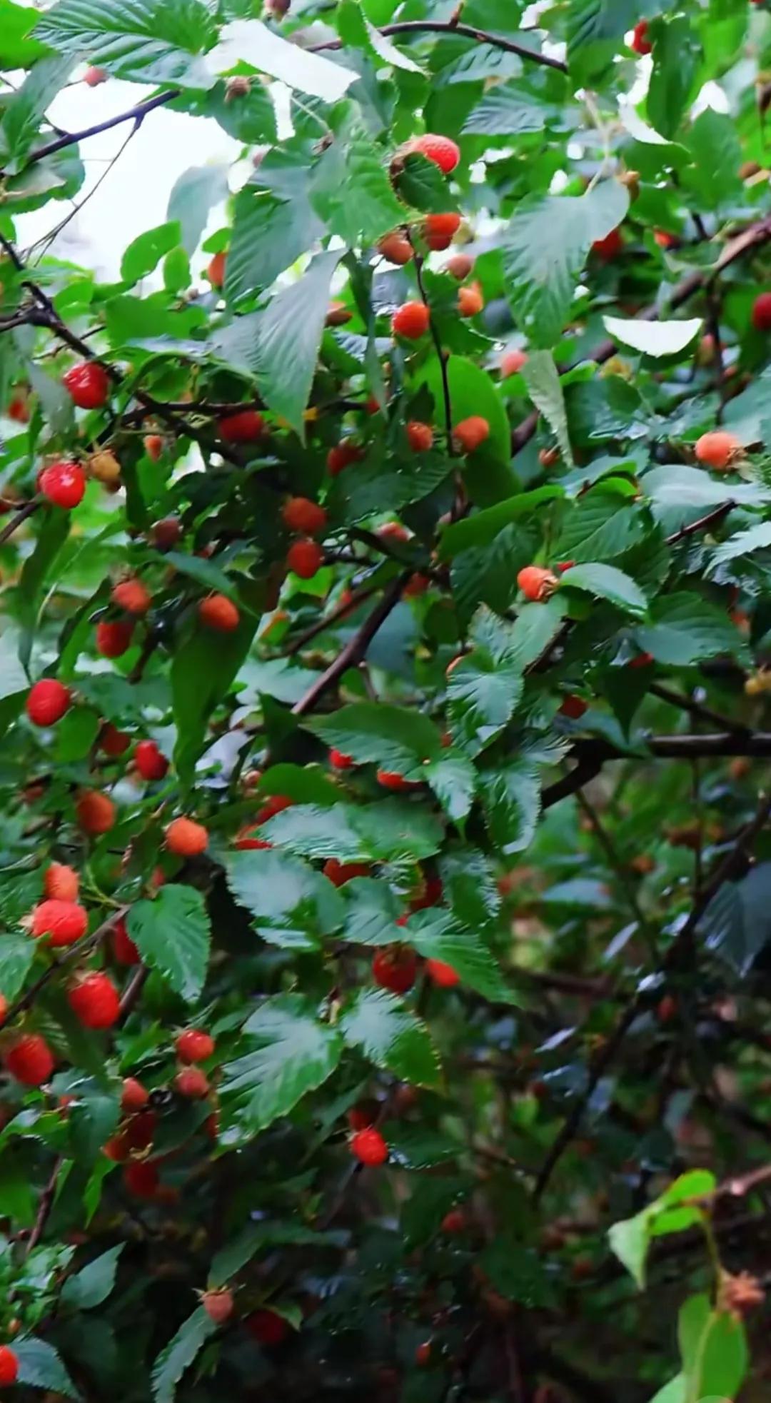 野外偶遇这小可爱，大家认识不？
 
今天去郊外溜达，发现了一片长满红果果的灌木丛
