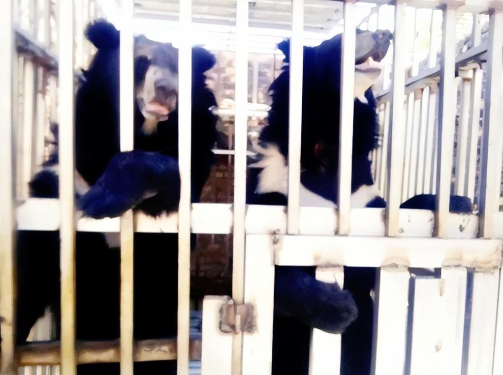 黑幕太揪心了，泰国军队在泰柬边境的特莫达赌场执行清剿任务，结果在赌场废墟里听到了