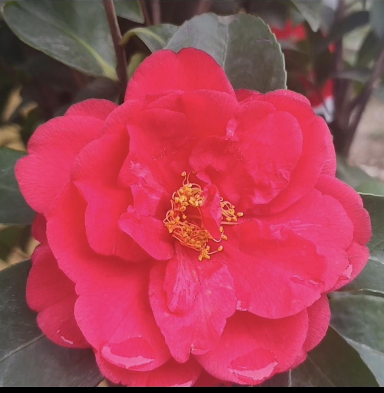 新年生活图鉴愿这马年能够红如此花，鲜艳夺目，也希望在此新的一年里，工作能够顺心如