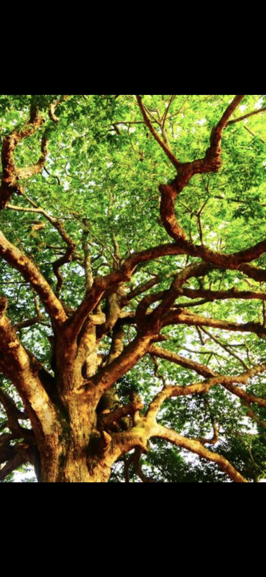 看那见血封喉，树汁滴落连飞鸟都瞬间僵直，武侠小说里的毒王竟在雨林里站成沉默的死神