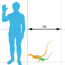 #你的桌面恐龙博物馆# 第四课 中华龙鸟（一）Sinosauropteryx 或