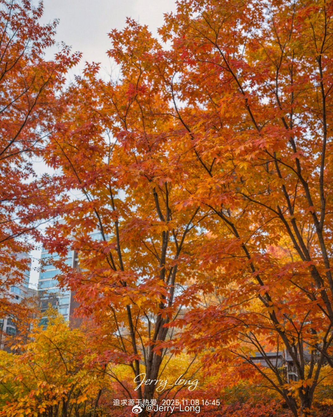 iqoo15iqoo[超话]今天用iQOO15拍的成都东安湖公园，这个深秋AI特