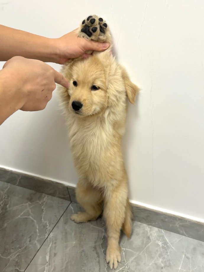 犯错被罚站的小狗狗一枚 