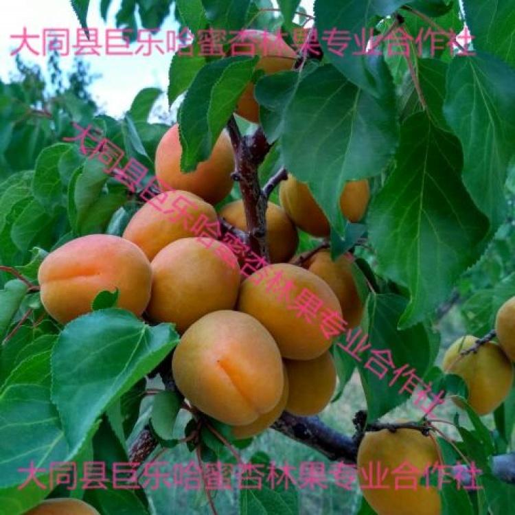 这几天大同杏下来了，但是价格高。

昨天，门口有小喇叭喊卖阳高大接杏，又大又甜。